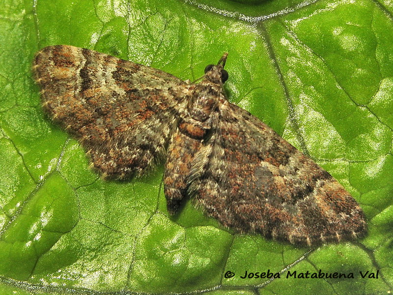 Geometridae da id.: Gymnoscelis rufifasciata